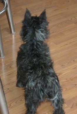 Die Rückseite eines schwarz gestromten drahtig aussehenden Wauzer-Hundes, der neben einem Metallstuhl auf einem Hartholzboden steht. Der Hund ist klein und bodennah.