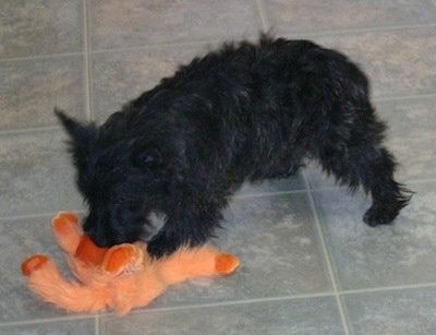 Die linke Seite eines schwarz gestromten Wauzer-Hundes, der eine orangefarbene Plüschpuppe davor schnüffelt. Der Hund sieht drahtig aus.