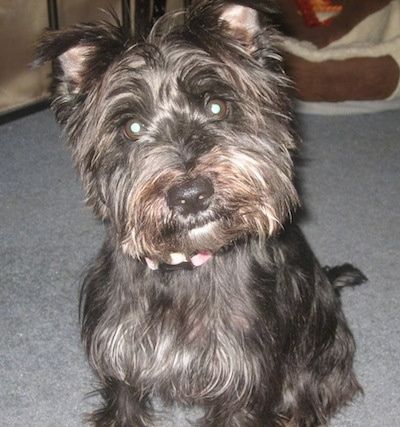 Ein grauer, hellbrauner, ungepflegter Wauzer-Hund, der auf einem Teppich sitzt und dessen Kopf nach links geneigt ist. Es hat kleine dreieckige Ohren, die sich nach vorne falten.