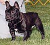 Tutup - Bulldog Perancis berwarna hitam dengan putih berdiri di rumput dan melihat ke kiri. Ada orang yang berdiri di belakangnya.