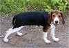 Profil droit - Un chien estonien noir et blanc avec un chien brun est debout sur un chemin de terre et derrière lui se trouve un buisson. Il a hâte.