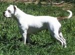 Profil de gauche - Un Vanguard Bulldog blanc avec brun se tient dans l