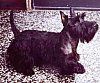 Kanang Ptofile - Isang itim na Scottish Terrier ay nakatayo sa isang naka-tile na sahig at ito ay nakatingala.