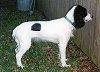 Một chú chó Spaniel Nga đen trắng đang đứng trên cỏ và nó đang nhìn chằm chằm vào một hàng rào bằng gỗ ở bên phải nó.