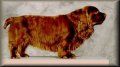 Høyre profil - En brun Sussex Spaniel står på et bord og ser til høyre.