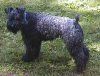 Lewa strona czarnego Kerry Blue Terriera, który stoi na trawie i nie może się doczekać.
