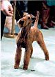 Een bruine Xoloitzcuintlerish Terrier staat op een hondenshow. Het kijkt naar de hand van een persoon ervoor.