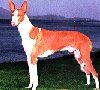 Perfil esquerdo - um cão de caça de Ibizan vermelho com branco está de pé na grama e está olhando para a esquerda.