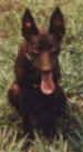 Kelpie Australia berwarna coklat sedang duduk di rumput. Mulutnya terbuka dan lidah keluar. Kepalanya rata dengan badannya.