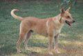 Right Profile - Opálení s bílým Carolina Dog stojí v trávě. Jeho ústa jsou otevřená a jazyk je venku.