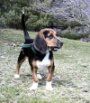 Crnoplavo-bijeli Beagle stoji na brdu i gleda udesno.