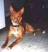 Một con chó Podengo Portugueso Medio màu đỏ đang nằm trên sàn lát gạch và nó đang hướng về phía trước.