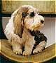 Close up - Um bronzeado com Petit Basset Griffo Vendeen preto está sentado em uma cama de cachorro olhando para a direita.