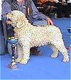 Правый профиль - загорелая испанская водяная собака позирует позади трофея на синей поверхности. За ней стоят люди. Его рот открыт.