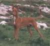 Um vermelho com branco Faraó Hound está parado na grama e está olhando para a frente. O cão está alerta, com o rabo levantado e olhando para a esquerda.