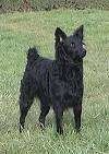 En svart kroatisk gjeterhund står i gresset og ser opp og til høyre.