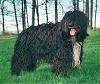 Černá s bílými Schapendoes stojí v trávě a těší se. Jeho ústa jsou otevřená a jazyk je venku.