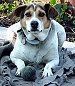 Close up - Een wit met zwart en tan Mountain Feist ligt op een hondenbed en er staat een bal voor. De hond kijkt er naar uit.