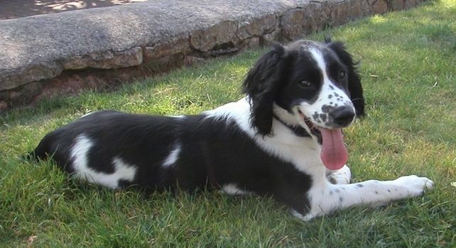 Một chú chó Spaniel người Anh màu đen và trắng đang nằm trên cỏ và nó đang hướng về phía trước. Miệng nó đang mở và lưỡi của nó đang ở ngoài.