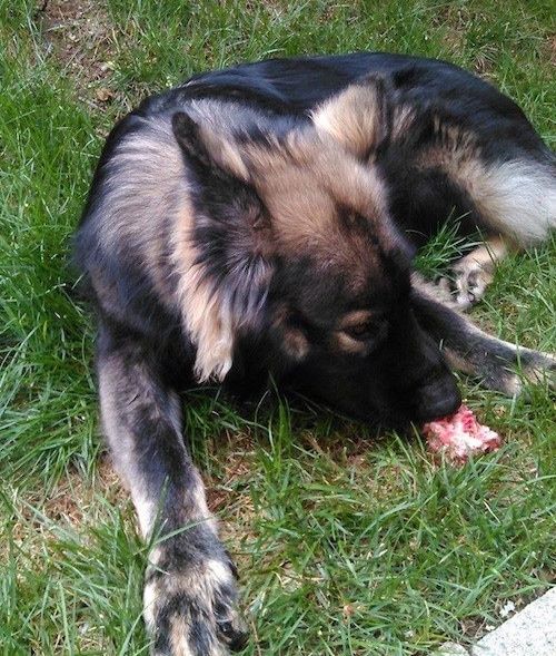 Črno-rumen ameriški alzaščanec leži v travi s kosom surovega mesa med sprednjimi tacami.