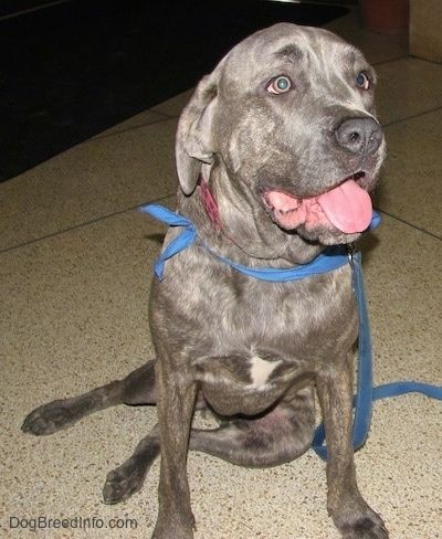 Zeus Cane Corso Italiano koer istub linoleumipõrandal ja vaatab sinist bandanat ja sinist rihma kandes suu lahti ja keelega välja.