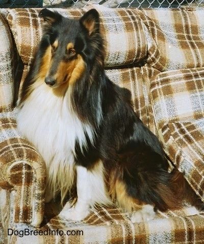 Posnetek glave s strani - kosmat, dolgo obložen pes z dolgim ​​gobcem, ki ima krajše dlake, črn nos, temne oči in majhna ušesa. Pes ima na vratu, prsnem košu in ušesih dolge dlake.