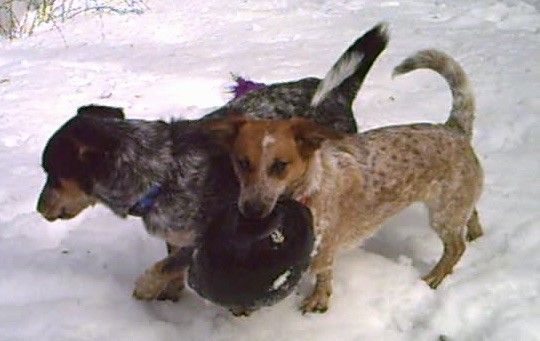 दो छोटे, गोल कुत्तों के लिए कम, एक ग्रे और काले और बर्फ में एक खिलौना के साथ एक तन और सफेद कुत्ता