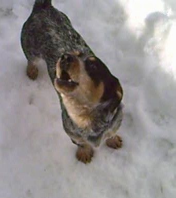 एक छोटा पैर, जमीन के नीचे, काले, भूरे और भूरे कुत्ते भौंकते हुए बर्फ में खड़े रहते हैं