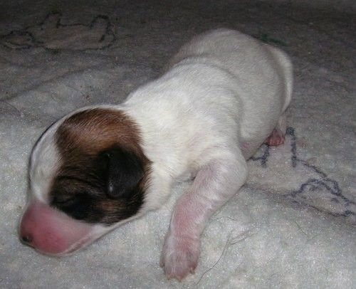 एक छोटे सफेद पिल्ला एक भूरे रंग का मुखौटा और उसकी आंखों के साथ गुलाबी थूथन के साथ सफेद कंबल बिछाते हुए बंद कर दिया