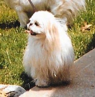 Priekyje matomas baltas storas kailis, ilgaplaukis šuo, turintis apvalią galvą ir numetęs ausis su ilgais plaukais, stovėdamas lauke žolėje, žiūrėdamas į kairę, liežuviu pakibęs.