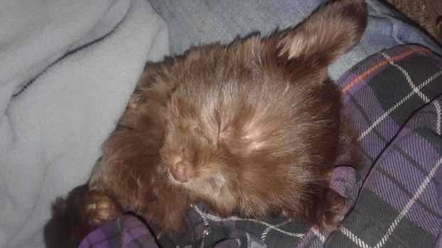 Mali psiček v barvi čokolade z velikimi ušesi, ki spi na vrhu osebe