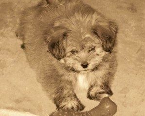 Фотография щенка La Pom в оттенках сепии, лежащего на ковре с резиновой костью перед ним.
