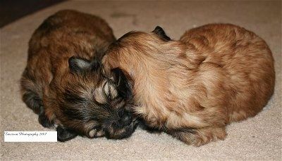 Du „La Pom“ šuniukai kartu nudžiugina ant įdegio kilimo