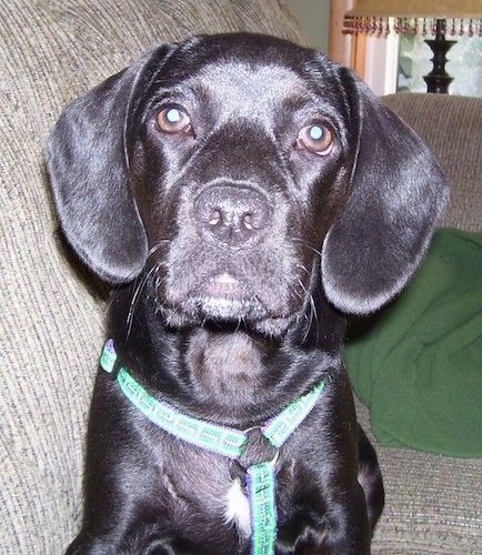 En korthårig, mjuk, glänsande svart hund som ser ut med långa svarta öron som hänger ner till sidorna, bruna ögon, en svart näsa och svarta läppar som sitter på en solbränd soffa som bär en grön sele.