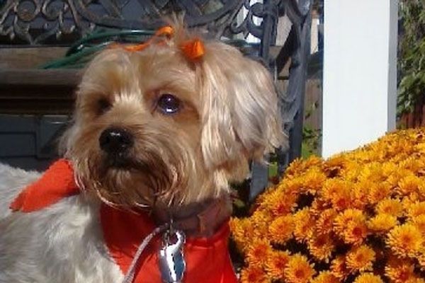 ایک ٹن سنورکی کتے نے اس کی اوپری گرہ میں سنتری کا ربن پہنا ہوا ہے اور سرخ بینڈانا بھی۔ اس کے آگے نارنجی پھول ہیں