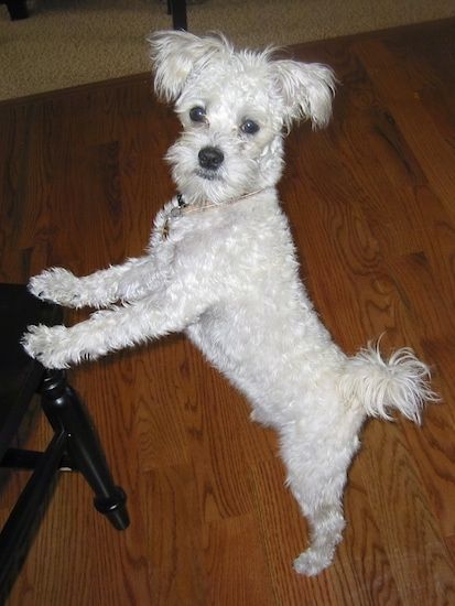ایک چھوٹا سا سفید ماؤزر کتا سخت لکڑی کے فرش پر کھڑا ہے جس نے لکڑی کی کالی کرسی کے اوپر چھلانگ لگائی