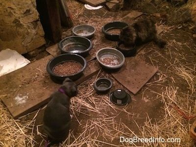 Гърбът на синьото носче на кученцето American Bully Pit седи на сено в обор за плевня и пред нея има купички с храна. Има котка, която яде храна от купа с храна.