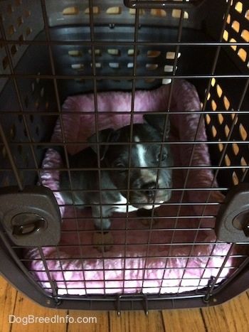 Un petit cadell de Bully Pit americà de nas blau està assegut sobre un coixí de color rosa i està mirant endavant dins d’un portador.