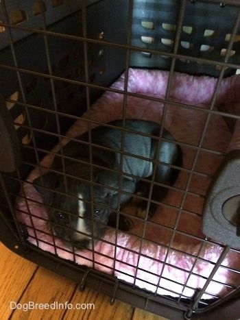 Mavi burunlu bir Amerikan Bully Pit yavrusu, kapalı bir köpek taşıyıcısının içindeki pembe bir sandık astarına uzanıyor.
