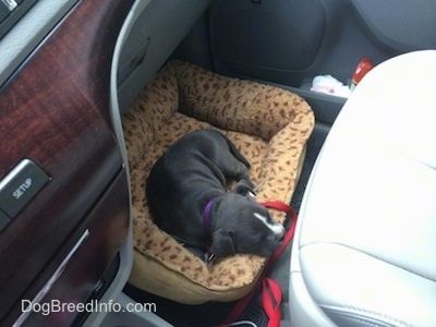 Псиће Американца Булли Пит плавог носа лежи на псећем кревету испред сувозачког седишта у возилу.