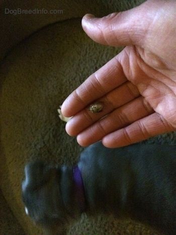 Una persona té una insecte pudent a la mà. Hi ha un cadell americà de pit blau de nas blau posat sobre un llit de gos.