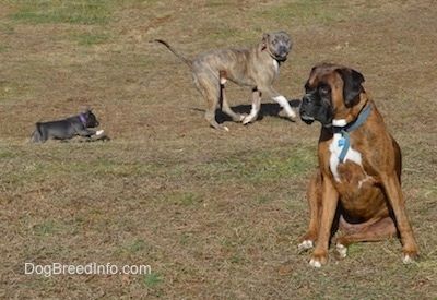 Sinise ninaga Ameerika Bully Piti kutsikas jookseb sinise ninaga pitbullterjeri taga. Mustvalge Boxeriga pruun brindle istub rohus ja vaatab vasakule.