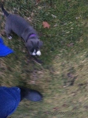 Vista de cima para baixo de um filhote de cachorro americano Bully Pit de nariz azul andando em volta de uma pessoa na grama.