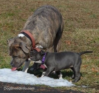 Modrý nos Pit Bull Terrier olizuje kousek sněhu a modrý nos Americké štěně Bully Pit kousá bok Spencera