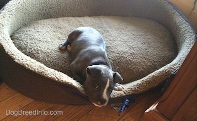 Mažas mėlynos nosies „Bully Pit“ šuniukas guli didelėje įdegusio šuns lovoje.