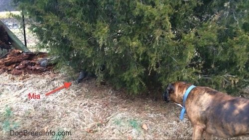 Seekor anak anjing American Bully Pit hidung biru berdiri di bawah semak sambil memerhatikan anjing Boxer yang berwarna coklat.