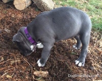 ลูกสุนัขอเมริกันบูลลี่พิทจมูกสีฟ้ากำลังจมูกผ่านสิ่งสกปรก มีท่อนไม้อยู่ข้างหลังเธอ
