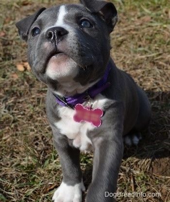 Nærbilde - En blå nese American Bully Pit valp sitter i gresset og ser opp. Hun ser ut som et kosedyr.