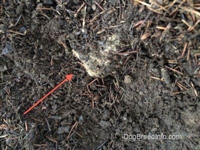 Close up - Há uma seta vermelha apontando para cocô de gato enterrado.