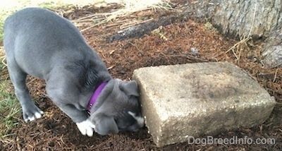 ลูกสุนัขพันธุ์ American Bully Pit จมูกสีน้ำเงินกำลังมีจมูกอยู่ใต้ก้อนหินคอนกรีต